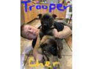 Belgian Malinois Puppy for sale in Bethel, PA, USA