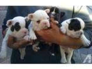 French Bulldog Puppy for sale in GREGORY, TX, USA