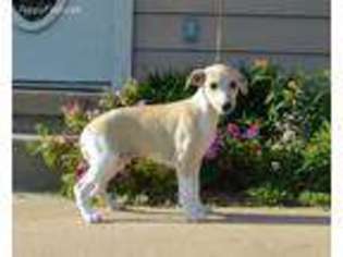 Whippet Puppy for sale in Gentry, AR, USA
