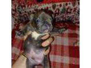 French Bulldog Puppy for sale in Hartford, CT, USA