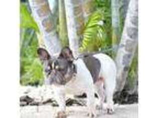 French Bulldog Puppy for sale in Pompano Beach, FL, USA