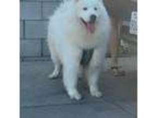 Samoyed Puppy for sale in El Monte, CA, USA