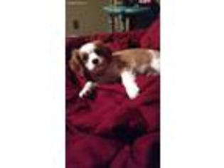 Cavalier King Charles Spaniel Puppy for sale in Creal Springs, IL, USA