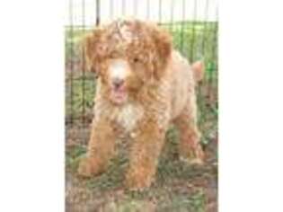 Goldendoodle Puppy for sale in Eatonton, GA, USA