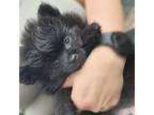 Pomeranian Puppy for sale in Mays Landing, NJ, USA