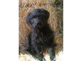 Labradoodle Puppy for sale in SUTTER, CA, USA