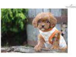Cavapoo Puppy for sale in Little Rock, AR, USA