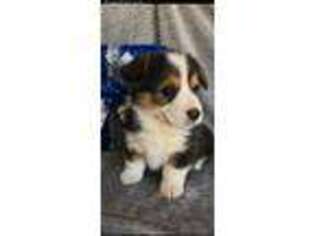 Pembroke Welsh Corgi Puppy for sale in Brownfield, TX, USA