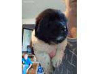 Newfoundland Puppy for sale in Batesville, IN, USA