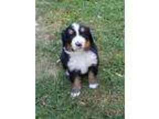 Bernese Mountain Dog Puppy for sale in Kaysville, UT, USA