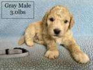 Goldendoodle Puppy for sale in Fairfield, OH, USA