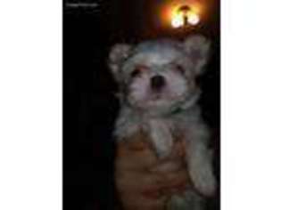 Maltese Puppy for sale in Neosho, MO, USA