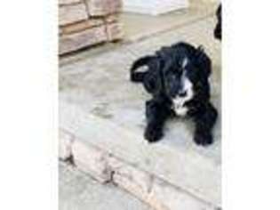 Mutt Puppy for sale in Hallam, NE, USA