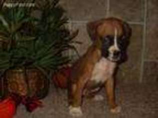 Boxer Puppy for sale in Lebanon, MO, USA