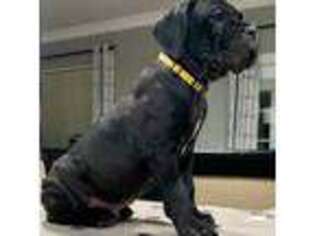 Cane Corso Puppy for sale in Murrieta, CA, USA