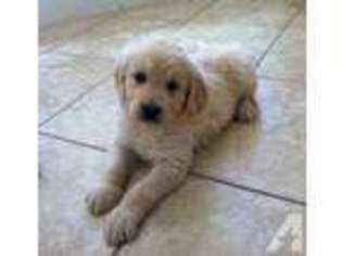 Goldendoodle Puppy for sale in COCOA, FL, USA