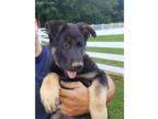German Shepherd Dog Puppy for sale in Fleetwood, NC, USA