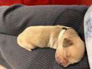 Golden Retriever Puppy for sale in Brazil, IN, USA