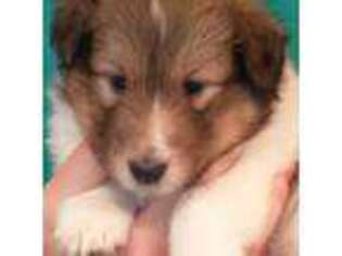 Shetland Sheepdog Puppy for sale in Berkeley Springs, WV, USA