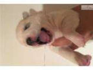 Siberian Husky Puppy for sale in Cincinnati, OH, USA