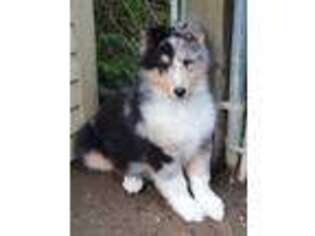 Collie Puppy for sale in Seward, PA, USA