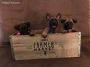 Belgian Malinois Puppy for sale in Heflin, AL, USA