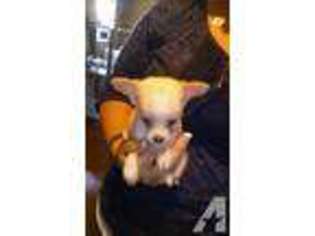 Chihuahua Puppy for sale in AILEY, GA, USA