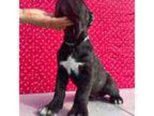 Cane Corso Puppy for sale in Rosamond, CA, USA