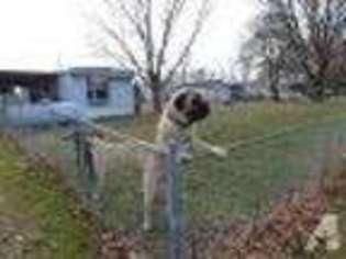 Mastiff Puppy for sale in HILLSBORO, OH, USA