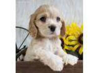 Cocker Spaniel Puppy for sale in Holden, MO, USA