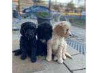 Goldendoodle Puppy for sale in Colchester, CT, USA