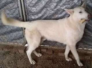 German Shepherd Dog Puppy for sale in Klamath Falls, OR, USA