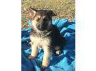 German Shepherd Dog Puppy for sale in Rosharon, TX, USA