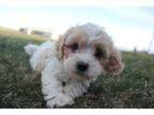 Cavachon Puppy for sale in Doon, IA, USA