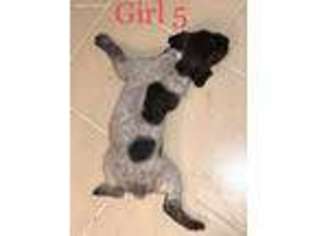 German Shorthaired Pointer Puppy for sale in Universal City, TX, USA