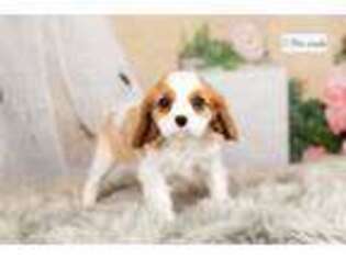 Cavalier King Charles Spaniel Puppy for sale in Fort Wayne, IN, USA