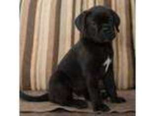 Cane Corso Puppy for sale in Irving, TX, USA
