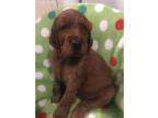 Irish Setter Puppy for sale in Rogers City, MI, USA