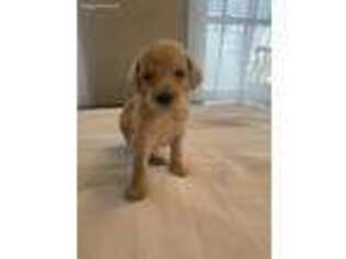 Goldendoodle Puppy for sale in Metairie, LA, USA