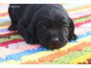 Labrador Retriever Puppy for sale in Ashland City, TN, USA
