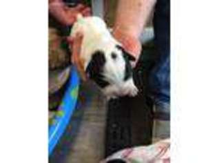 Australian Cattle Dog Puppy for sale in Horner, WV, USA