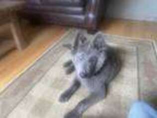 German Shepherd Dog Puppy for sale in Enfield, CT, USA