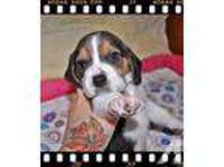 Beagle Puppy for sale in CANYON LAKE, TX, USA