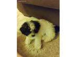 Mal-Shi Puppy for sale in Roseville, MI, USA