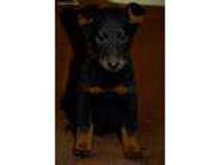 Beauceron Puppy for sale in Phelan, CA, USA