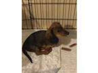 Dachshund Puppy for sale in Natural Dam, AR, USA
