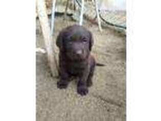 Labrador Retriever Puppy for sale in La Quinta, CA, USA