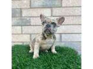 French Bulldog Puppy for sale in Euless, TX, USA