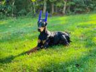 Doberman Pinscher Puppy for sale in Mount Pleasant, PA, USA