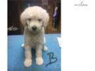 Goldendoodle Puppy for sale in Sedona, AZ, USA